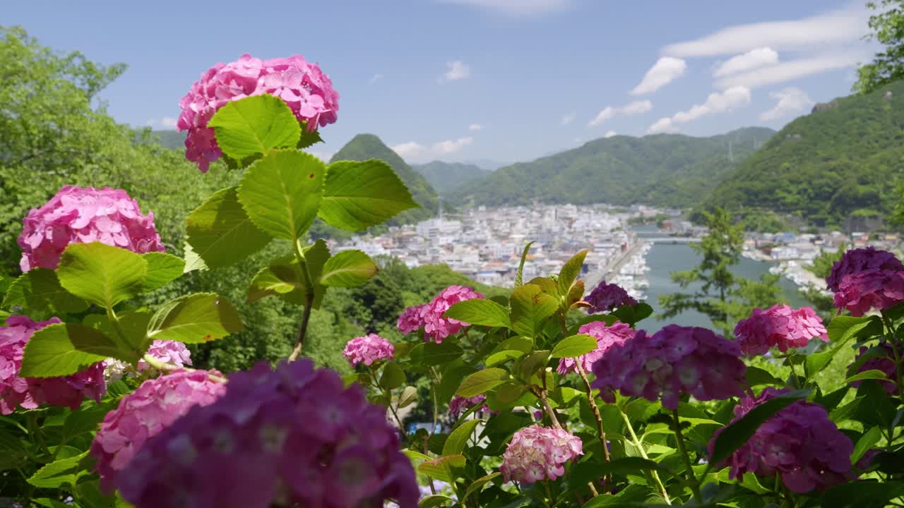Slow right-way slider over beautiful blooming hydrangeas in Shimoda, Japan
