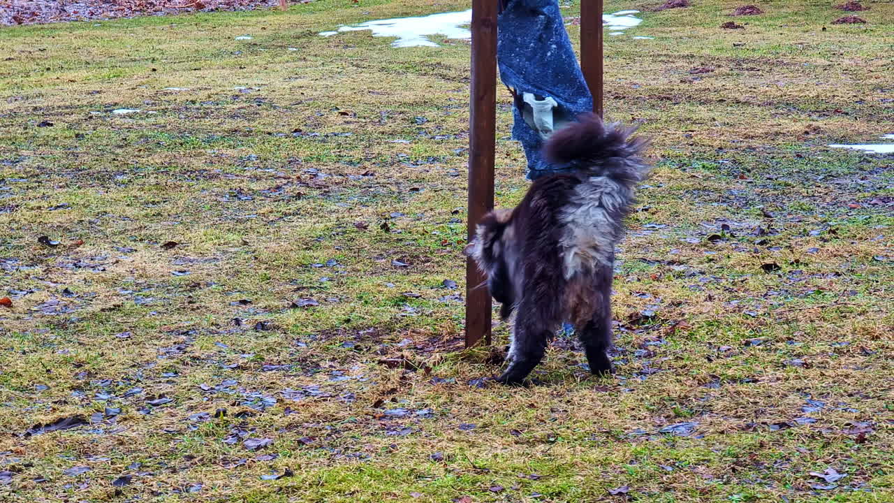 Gatto a pelo lungo e morbido visto di spalle all'aperto, mentre attraversa l'erba umida, immortalando un momento naturale e spontaneo di un animale domestico.