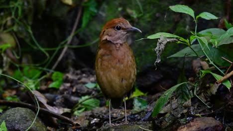 la pitta de nuca oxidada es un ave confiada que se encuentra en hábitats de bosques montañosos de gran altura, hay muchos lugares en tailandia para encontrar esta ave