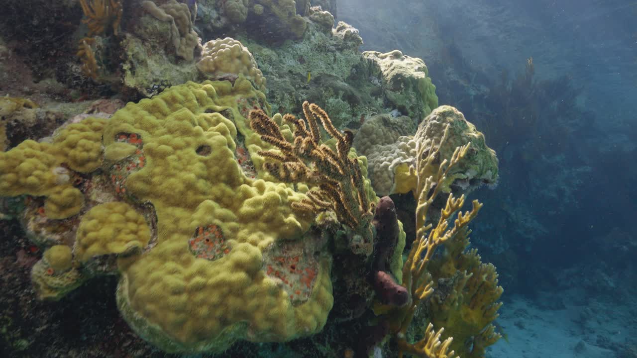 Vista subacquea di un vibrante ecosistema di barriera corallina alle Bahamas con acqua cristallina e vita marina.