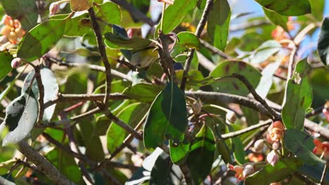 Seen-hanging-upside-down-then-moves-up-to-look-for-more-food,-Indian-White-eye-Zosterops-palpebrosus,-Thailand