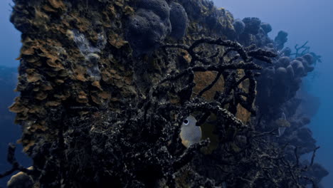 Slow-motion-shot-of-butterfly-fishes-swimming-through-corals-in-a-ship-wreckage