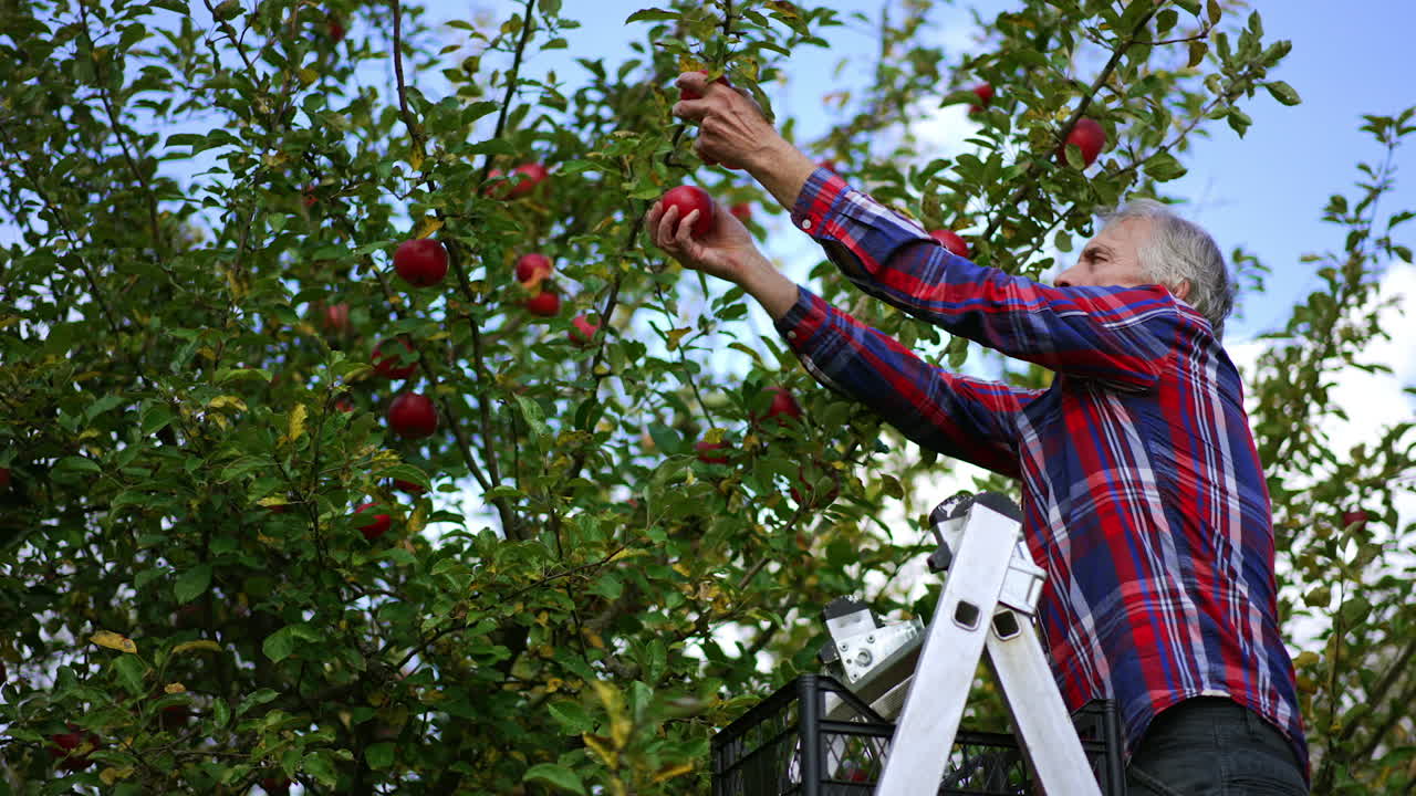 Man reaches the branch to pick beautiful red apples from tree. A box of apples is on the top step of the ladder. Low angle view.