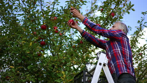 man reaches the branch to pick beautiful red apples from tree. a box of apples is on the top step of the ladder. low angle view.