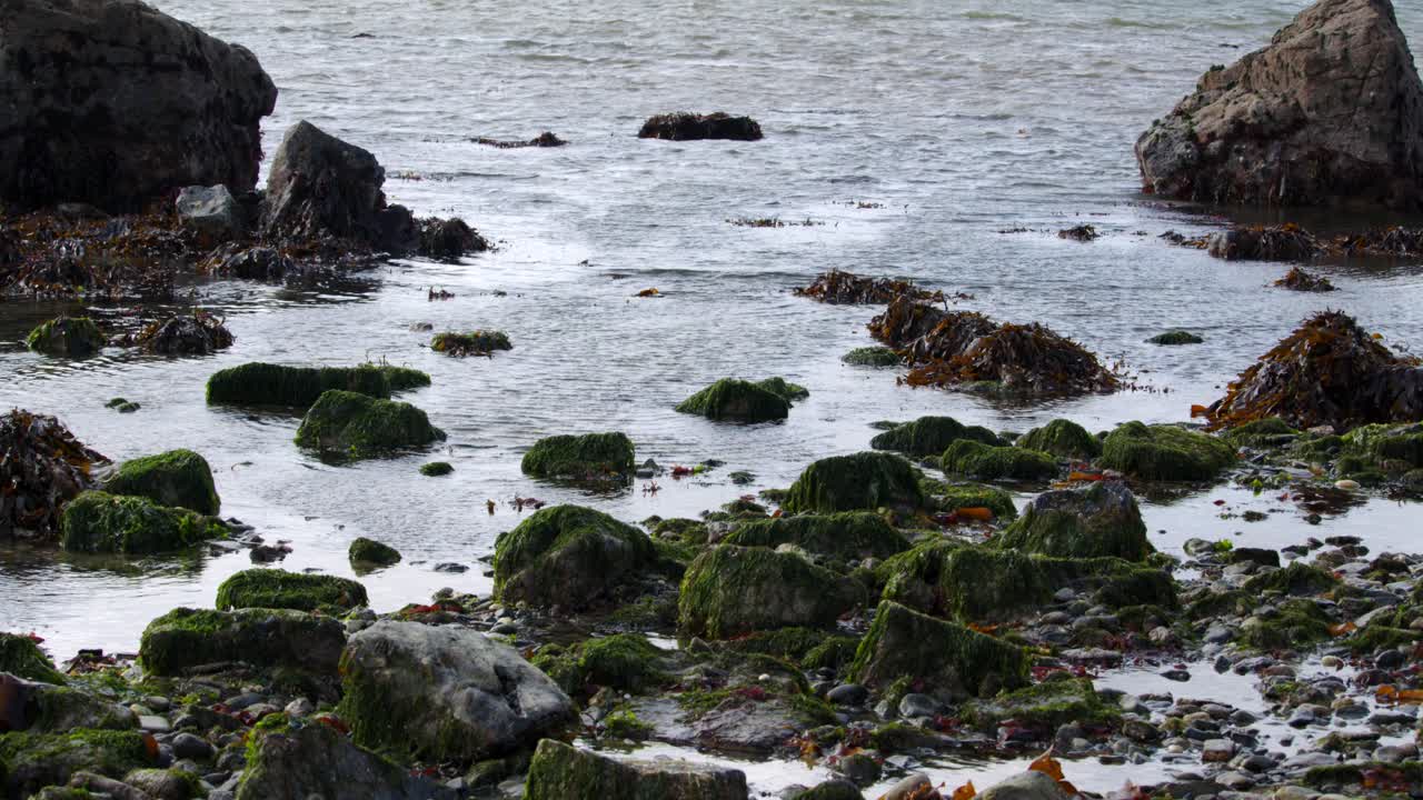Piano medio di rocce coperte di alghe con la bassa marea