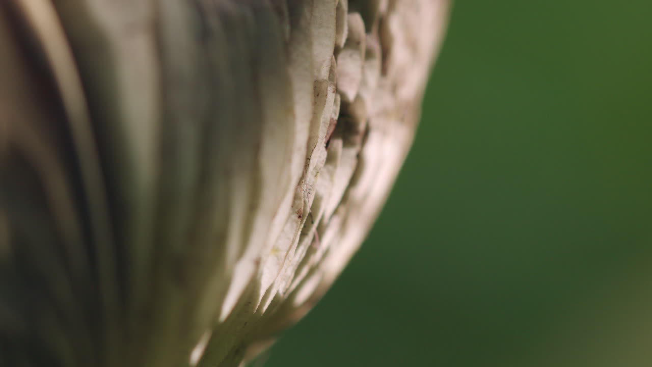 el sol creando sombras en la parte superior de un hongo amarillo