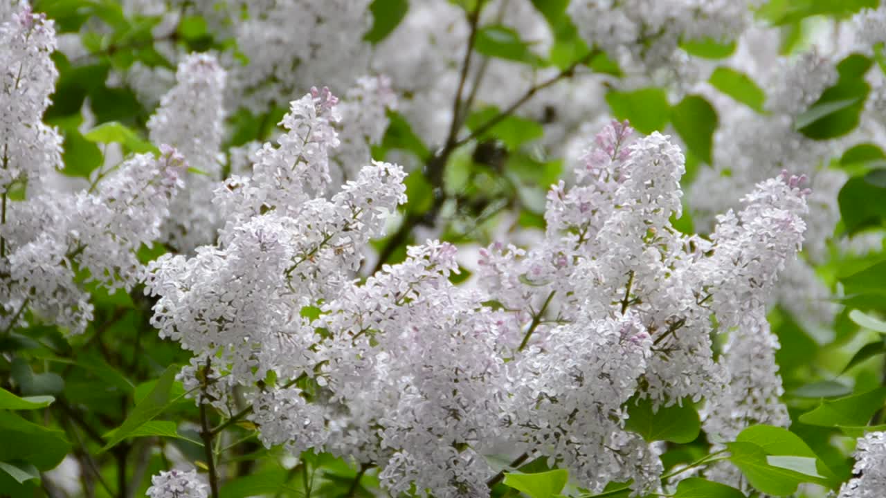 bunch of violet lilac flower
