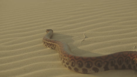 close up of large snake hissing flicking its tounge out slithering over sand away from the camera in golden desert