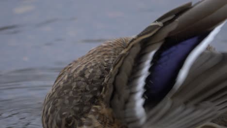 close up high angle shot of brown mottled-mallard duck cleaning and pecking his feathers while resting by a river