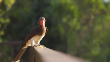 cinematic shot of a crowned hornbill eating off a balcony and flying away