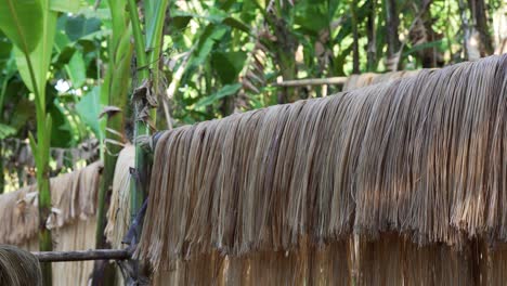 static shot of thick abaca bundle fibers hanging to dry in rainforests of virac, catanduanes, philippines