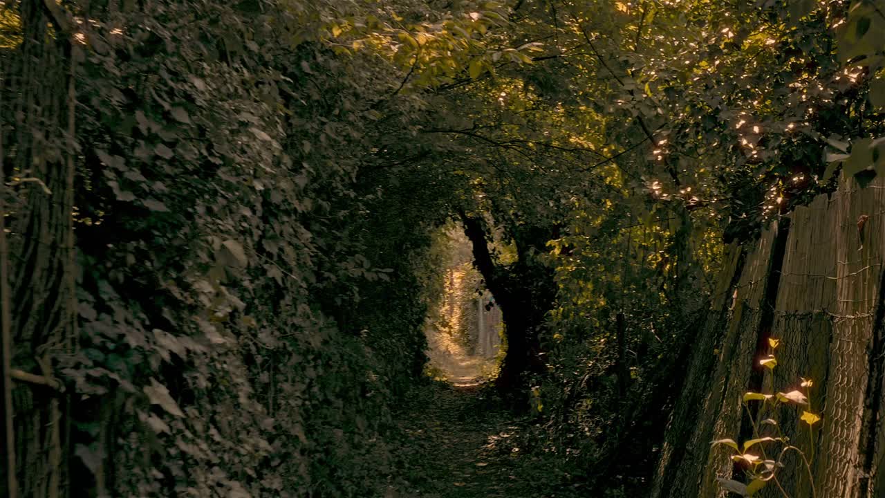 caminar por la noche a través de un bosque oscuro y misterioso, la luz del sol dorada brillando a través de los árboles