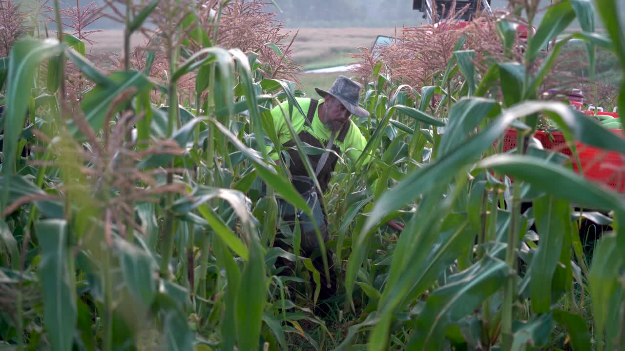 cámara moviéndose hacia el agricultor que rápidamente recoge maíz de los tallos
