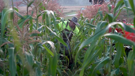 Camera-moving-towards-farmer-as-he-quickly-picks-corn-off-the-stalks