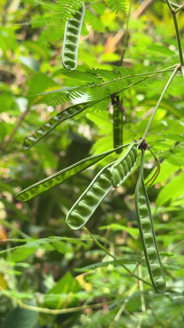 Green Leucaena Seed Pods Hanging from a Branch