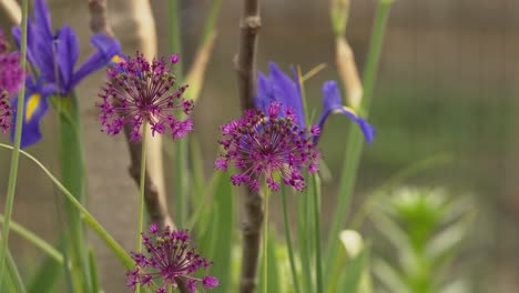 closeup of giant onions in a garden in spring