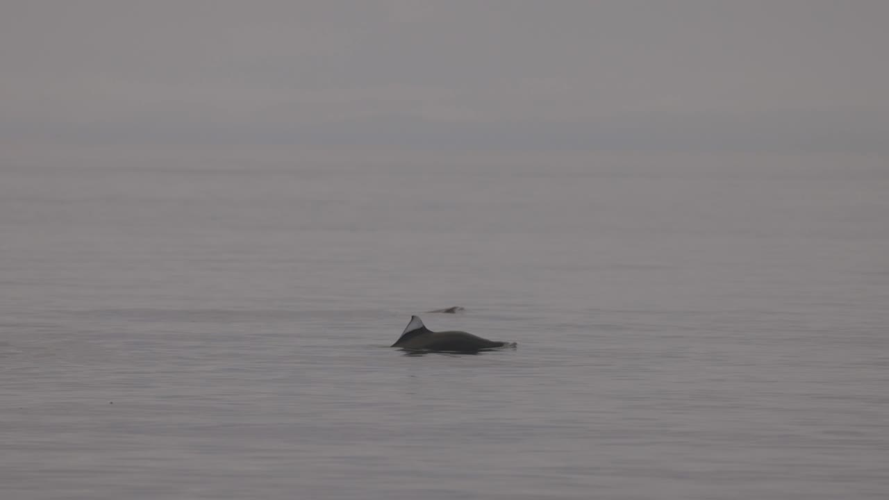 Dall's porpoises on foggy day on flat ocean water
