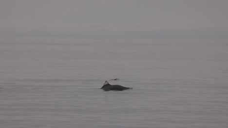 Dall's-porpoises-on-foggy-day-on-flat-ocean-water