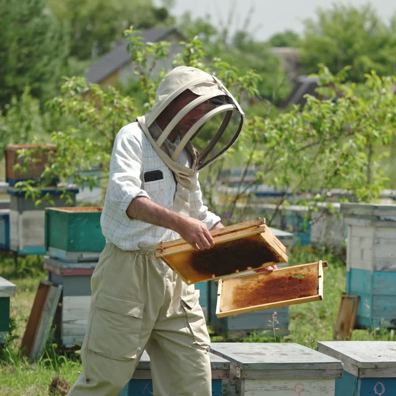 Un apicoltore si aggira per il suo apiario tenendo i telai tra le mani. Un uomo con indumenti protettivi trasferisce i telai da un alveare all'altro. Api che sciamano intorno. Natura sullo sfondo.