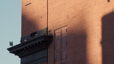 late afternoon shadows on brick building with pigeons perched on ledge