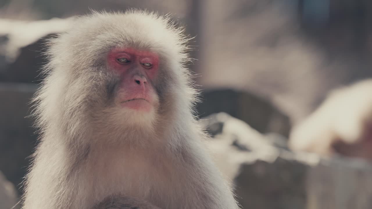 retrato de cara roja de macaco japonés o mono de nieve en un parque
