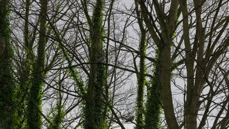 árboles, ramas de árboles cubiertas de hiedra trepadora