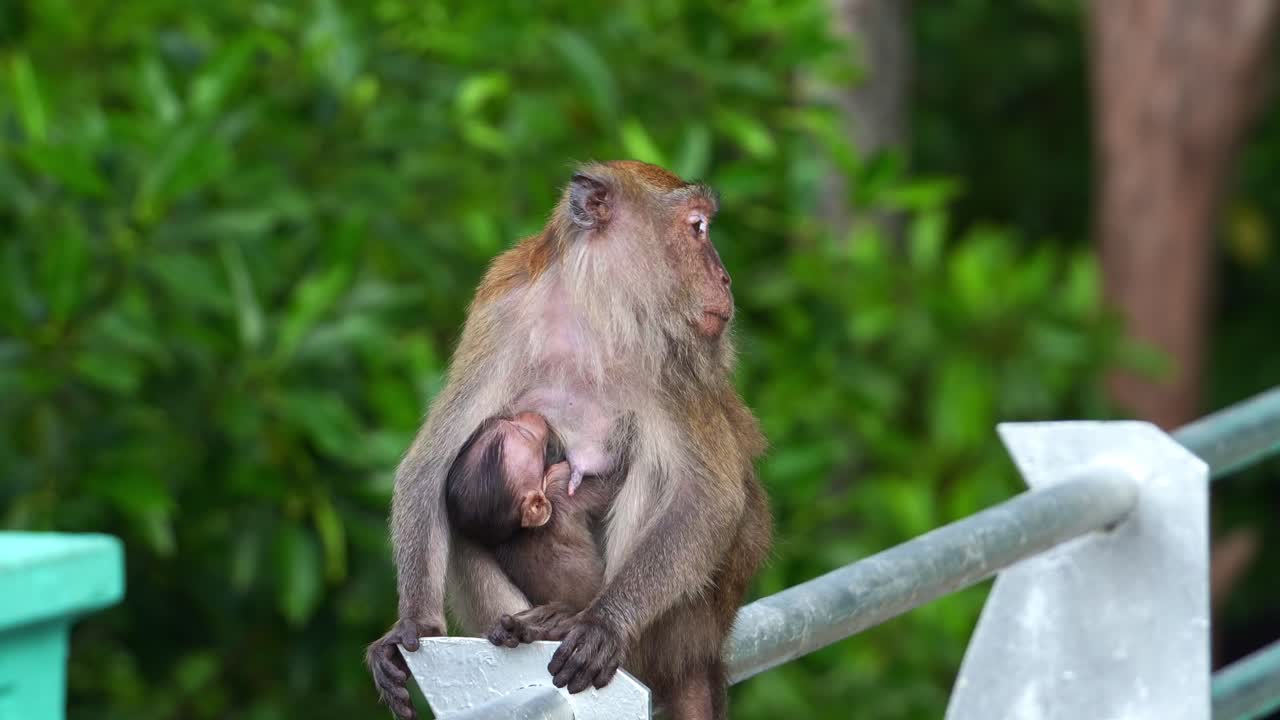 una madre macaco de cola larga, macaca fascicularis, posada en la barandilla metálica, amamantando y amamantado a su bebé en un parque urbano, tomada de cerca