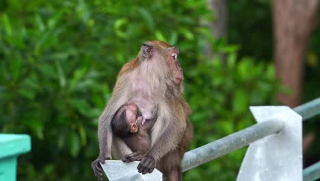 A-mother-long-tailed-macaque,-macaca-fascicularis-perched-on-the-metal-railing,-breastfeeding-and-nursing-her-infant-in-an-urban-park,-close-up-shot