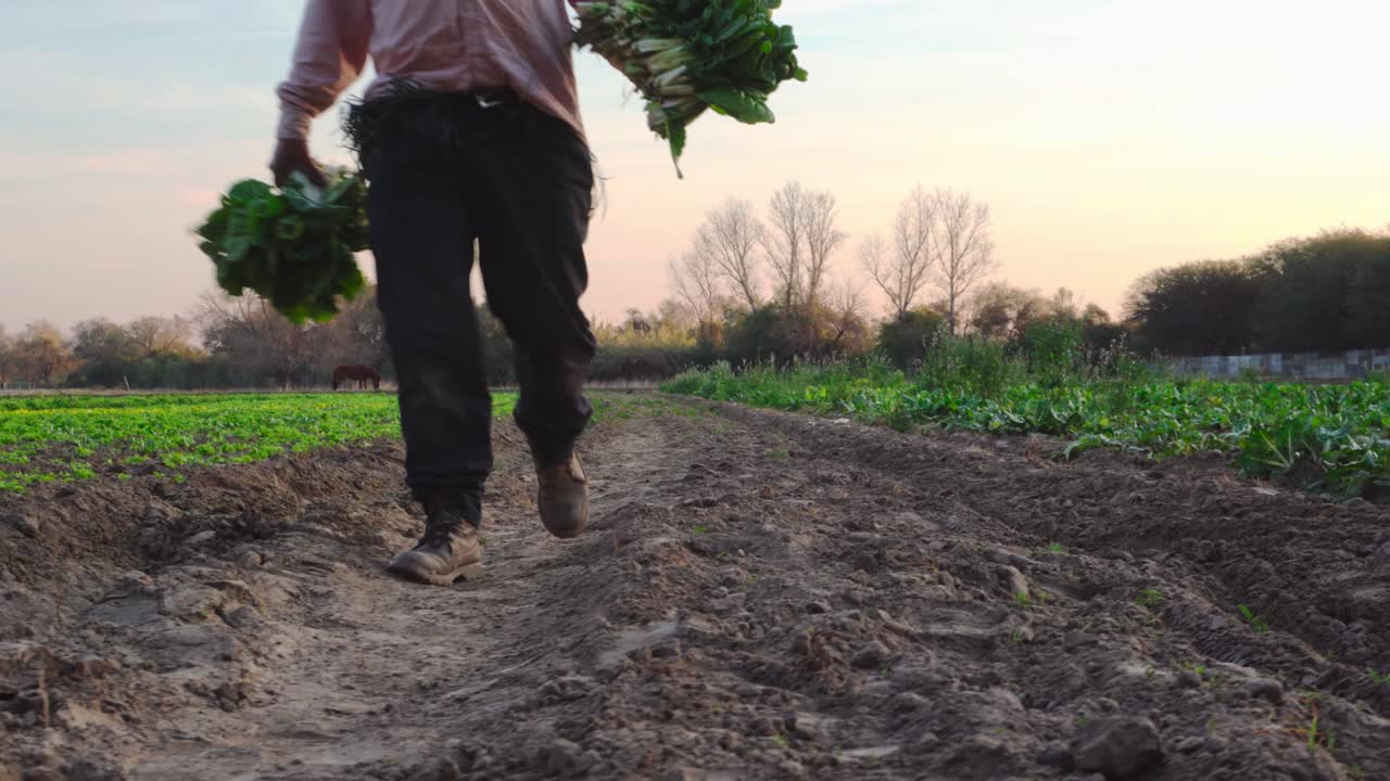 hombre caminando por un campo sembrado al atardecer con verduras cosechadas en sus manos