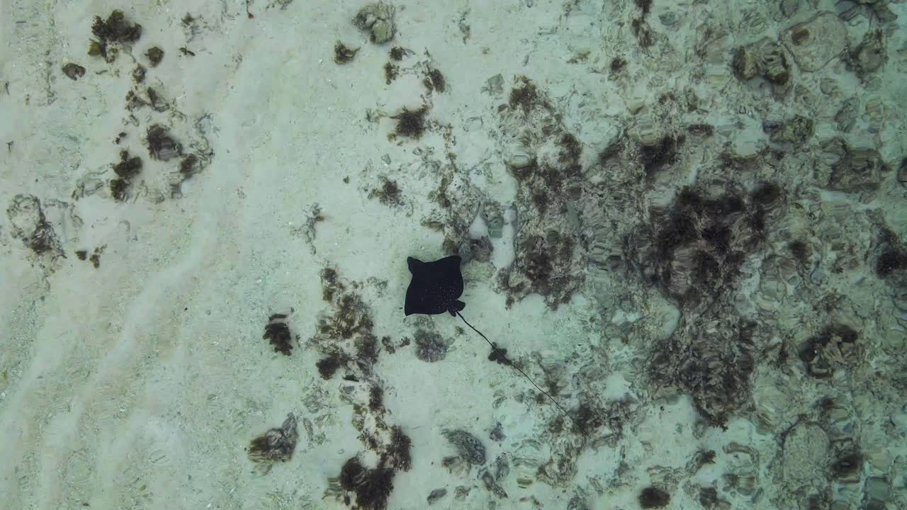 video de una raya en el mar en las seychelles, filmado con un dron desde encima del océano, raya nadando lentamente alrededor