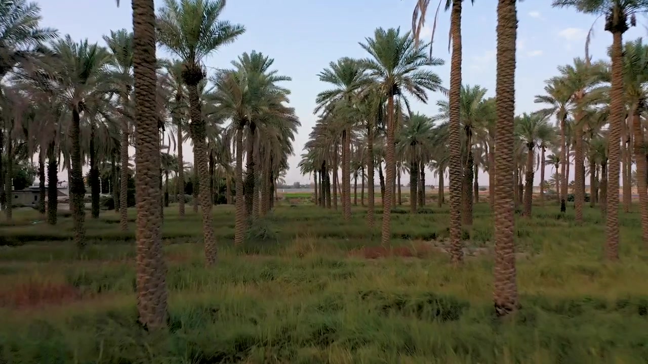 Drone flying between palm trees