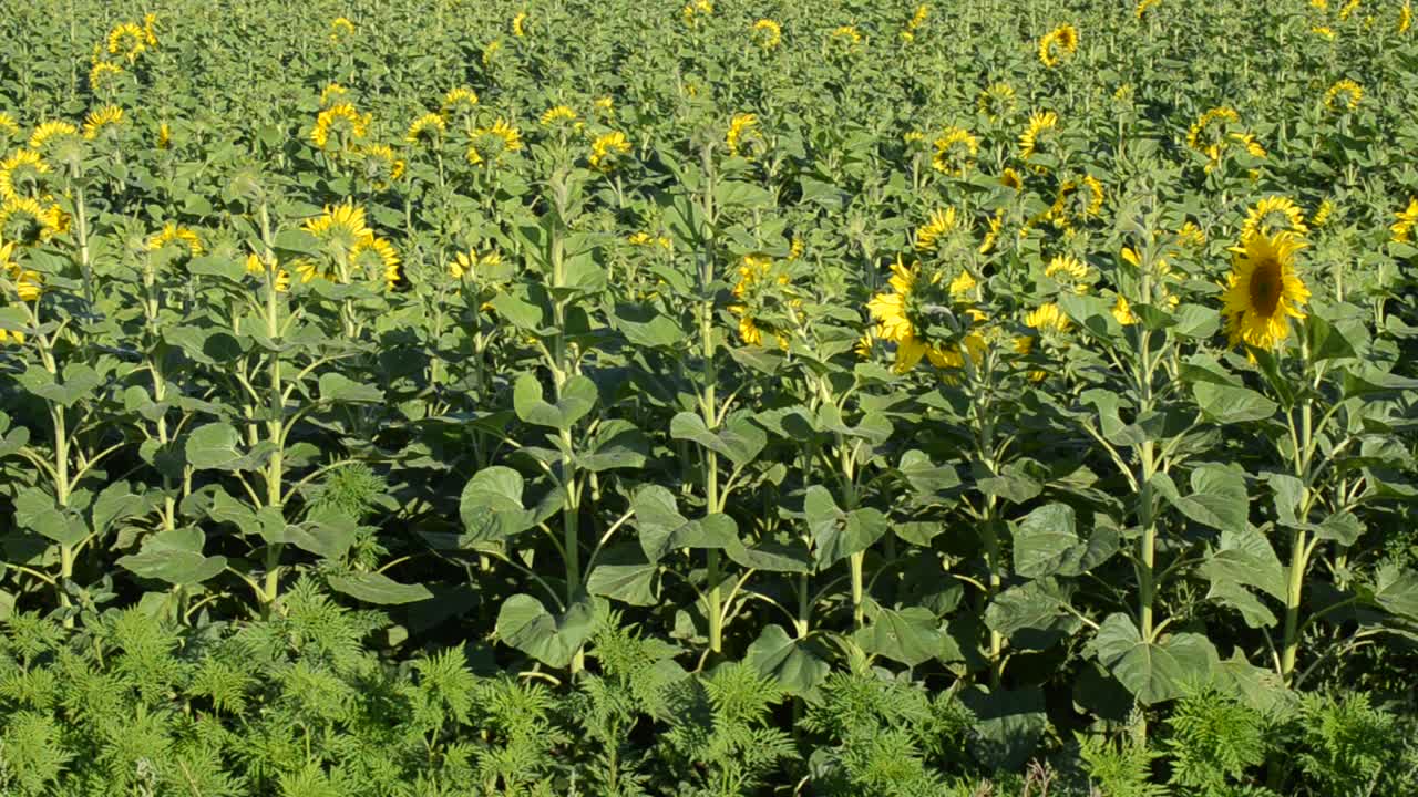 Riprese a giugno, girasoli. Movimento dei girasoli al vento