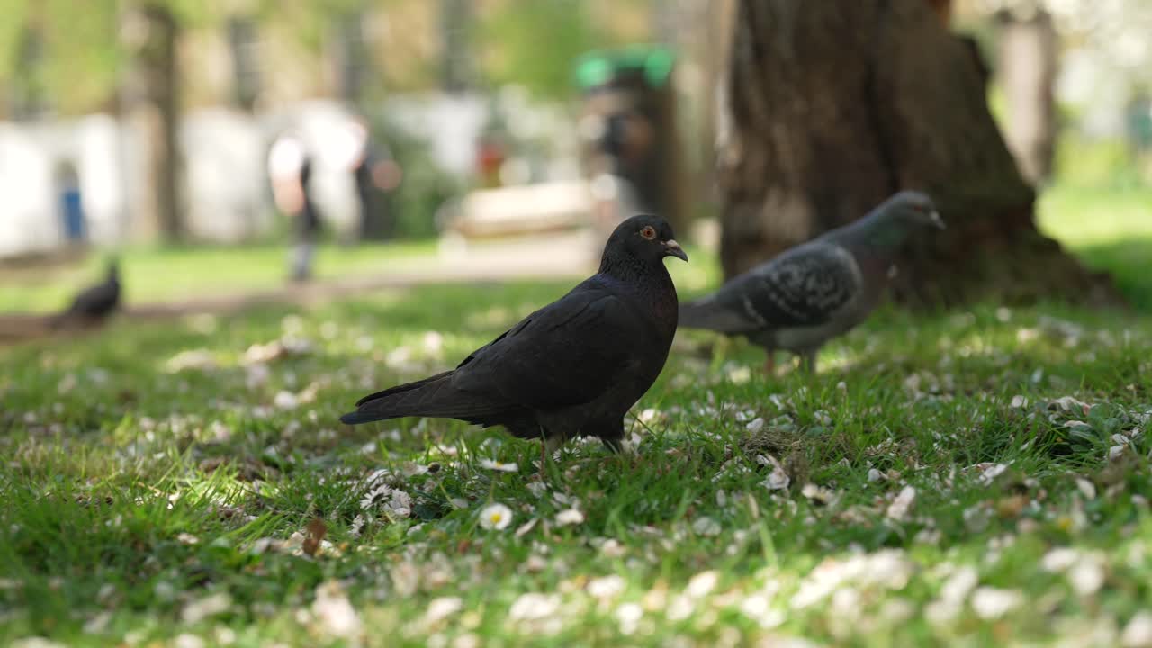 Pigeons are moving around in the park