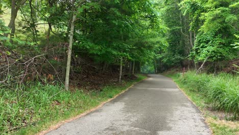 a wooded path on a misty day in summer