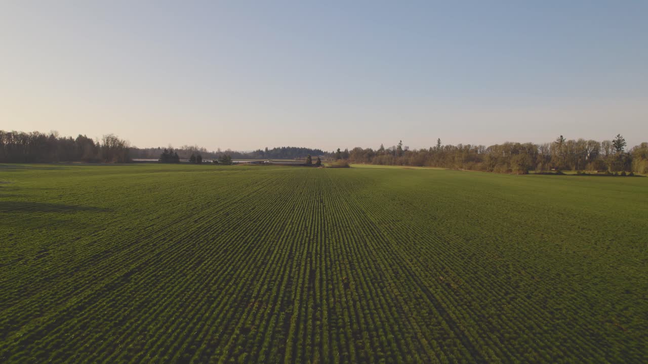 Luftaufnahme mit Kamerafahrt über goldene Reihen landwirtschaftlicher Pflanzenkulturen bei schönem Himmel