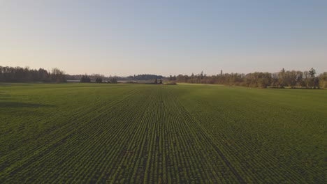 Aerial-dolly-over-golden-rows-of-agriculture-plant-crops-with-beautiful-sky