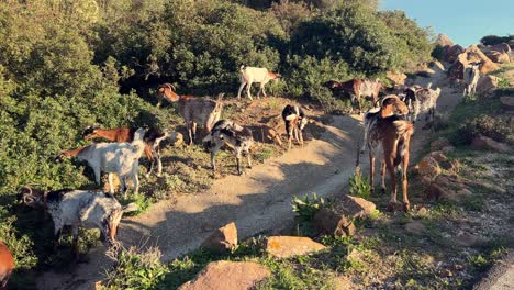 Moviéndose-Junto-A-Un-Rebaño-De-Cabras-Pastando-En-La-Vegetación-Costera-Bajo-Los-Suaves-Rayos-Del-Sol,-Encarnando-El-Concepto-De-Animales-Domesticados.