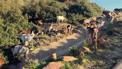 moviéndose junto a una manada de cabras que pastan en la vegetación costera bajo los suaves rayos de la luz solar de ángulo bajo, encarnando el concepto de animales domesticados