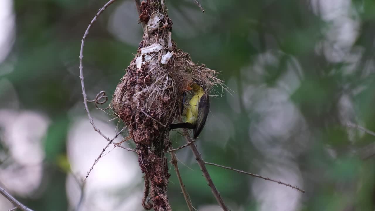 un nido colgando mientras la cámara se aleja y luego el pájaro llega para entregar comida, pájaro solar de espalda verde oliva cinnyris jugularis, parque nacional kaeng krachan, tailandia