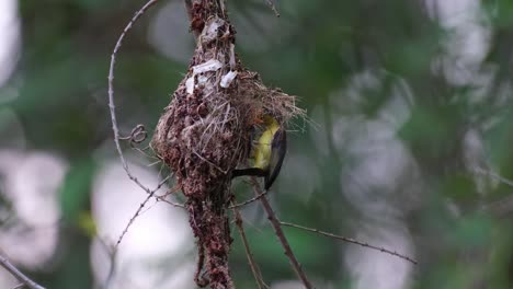 Un-Nido-Colgando-Mientras-La-Cámara-Se-Aleja-Y-Luego-El-Pájaro-Llega-Para-Entregar-Comida,-Pájaro-Solar-De-Espalda-Verde-Oliva-Cinnyris-Jugularis,-Parque-Nacional-Kaeng-Krachan,-Tailandia