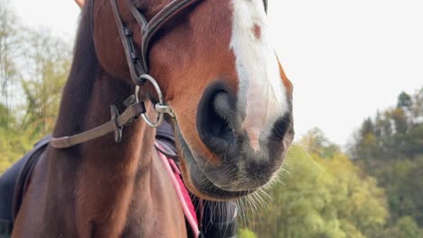 close-up of horse nostrils and snout of white and brown horse with bridle and unrecognizable jockey on saddle