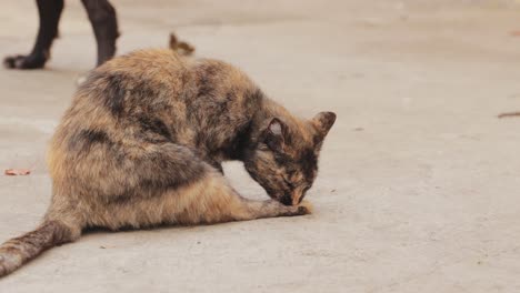 cat sitting on the ground while licking its foot