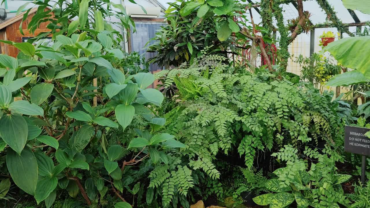 Slow motion view of Blue Morpho butterflies flying among tropical plants in Riga