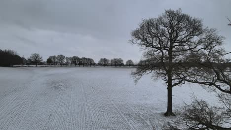 Bleak-snowy-winter-bare-trees-in-field-drone-pass-close-to-branches-of-row-of-trees-in-distance