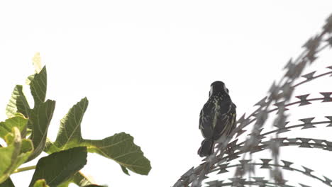 pájaro se sienta sobre alambre de púas y canta, acacia barbet de varios colores