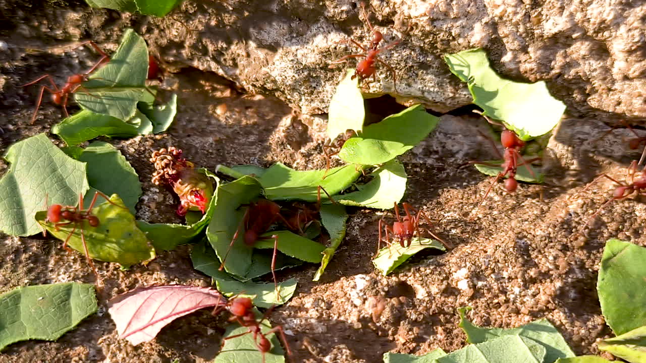 atta는 아과 myrmicinae의 새로운 세계 개미의 속입니다