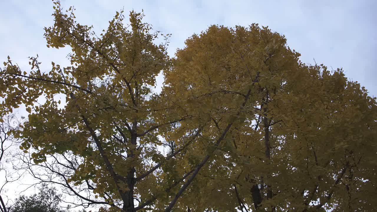 una impresionante vista hacia arriba de los árboles de colores de otoño en el parque forestal de seúl, su follaje vibrante creando un caleidoscopio de tonos cálidos contra el cielo.