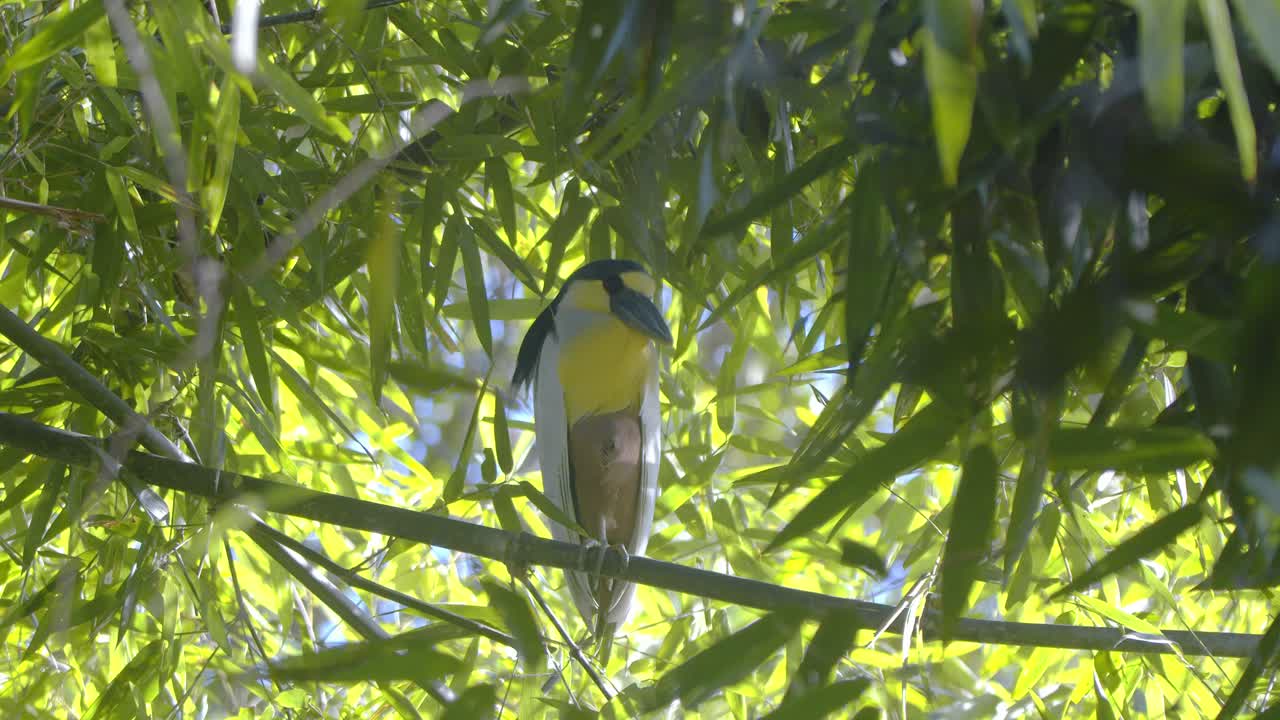 A Boat-billed Heron mid shot, perched and watching from bamboo thicket in the Peruvian rainforest