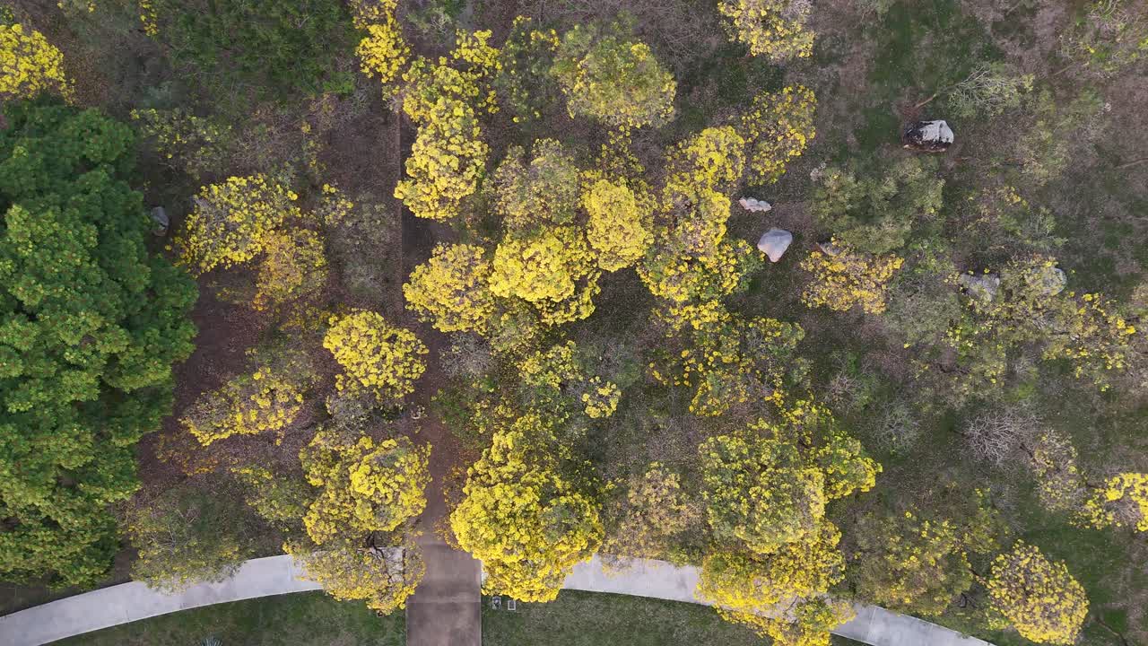 Vista aerea in discesa di una chioma di alberi in fiore gialli, persone che camminano lungo i sentieri del parco, Bangkok, Thailandia