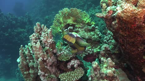 giant triggerfish close up on coral reef in the red sea